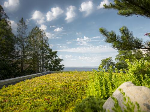 Extensive green roof